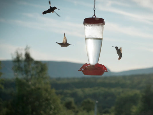 Hummingbirds, Paper Cuts, and an Apron